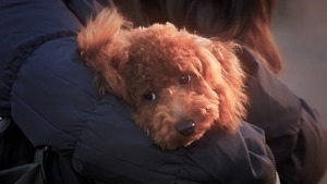 りぃちゃんドラマ「犬との別れ編」 - YouTube.mp4 - 00012