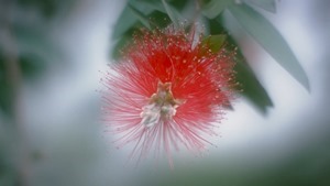 元テラハ・島袋聖南が初演技、菅野結以とのベットシーン＆キスシーンも！かわいえいじ3rdシングル「カゲロウ」MV - YouTube.mp4 - 00043