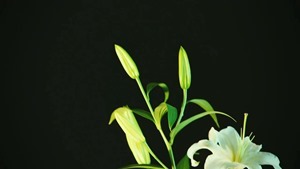 Yuri da 03.mp4 - 10;57;00.425