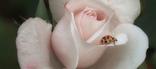 Carmilla.2020.1080p.WEB-DL.DD5.1.H.264-EVO.mkv_snapshot_00.01.45.844